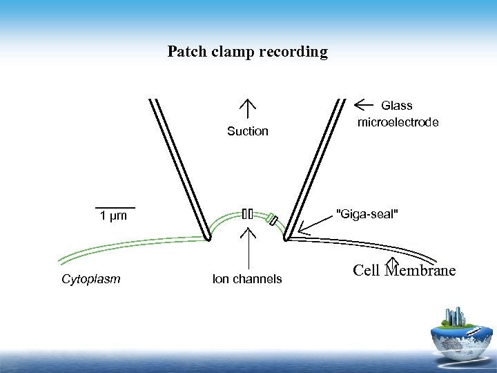 Patch clamp recording Suction "Giga-seal" 1 µm Cytoplasm Glass microelectrode Ion channels Cell Membrane