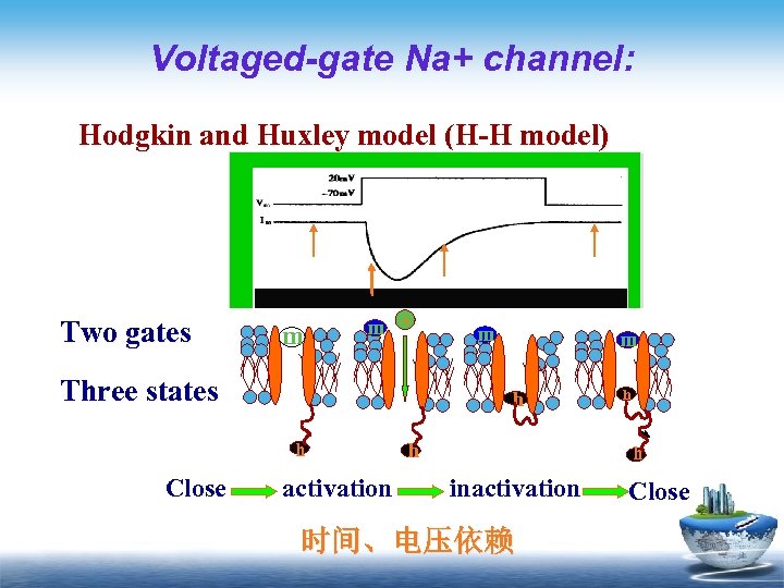 Voltaged-gate Na+ channel: Hodgkin and Huxley model (H-H model) Two gates m m +