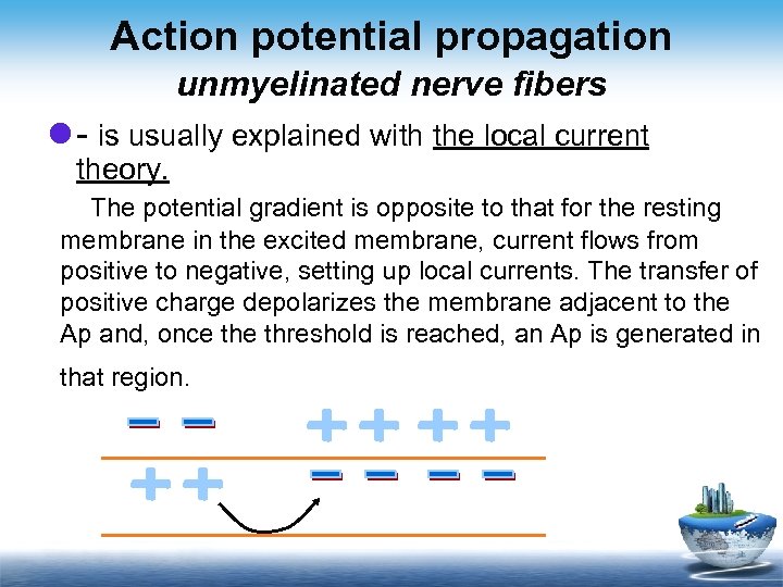 Action potential propagation unmyelinated nerve fibers l - is usually explained with the local