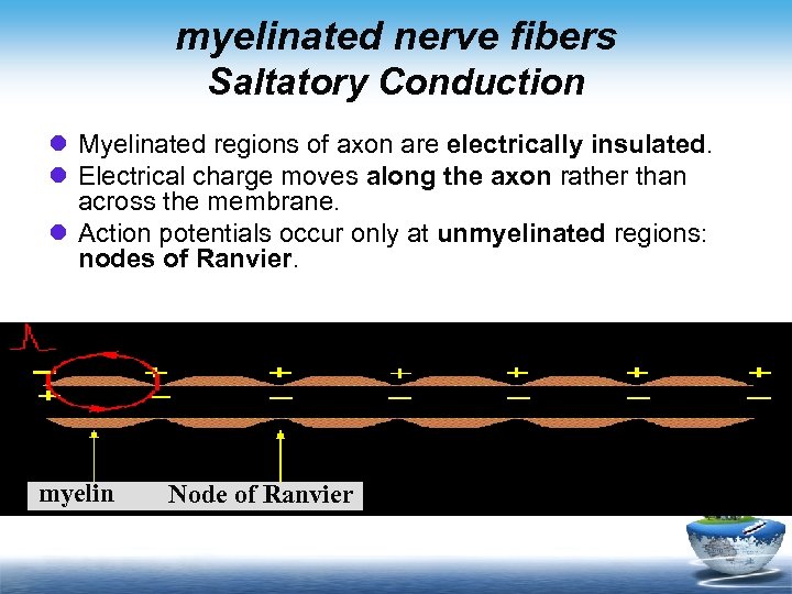 myelinated nerve fibers Saltatory Conduction l Myelinated regions of axon are electrically insulated. l