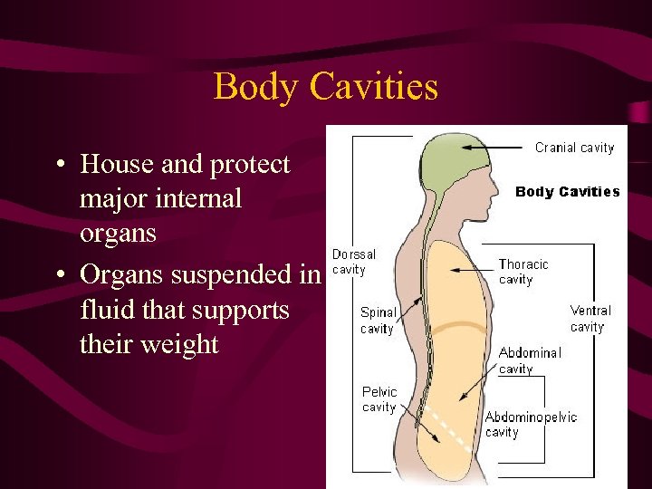 Body Cavities • House and protect major internal organs • Organs suspended in fluid