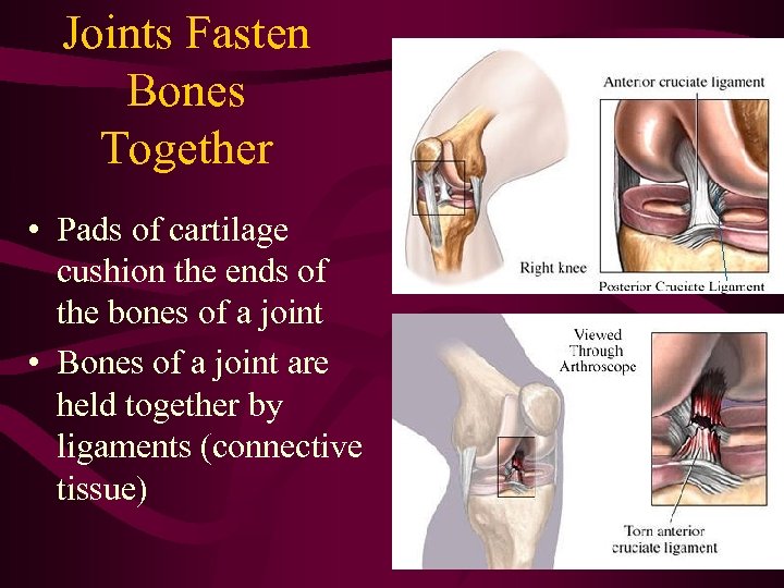 Joints Fasten Bones Together • Pads of cartilage cushion the ends of the bones