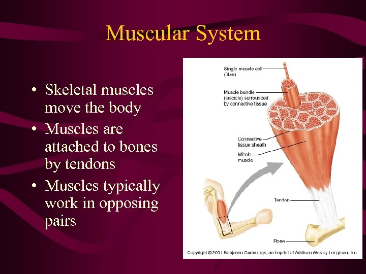 Muscular System • Skeletal muscles move the body • Muscles are attached to bones