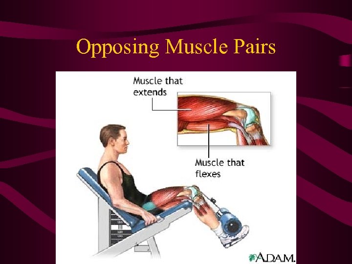 Opposing Muscle Pairs 