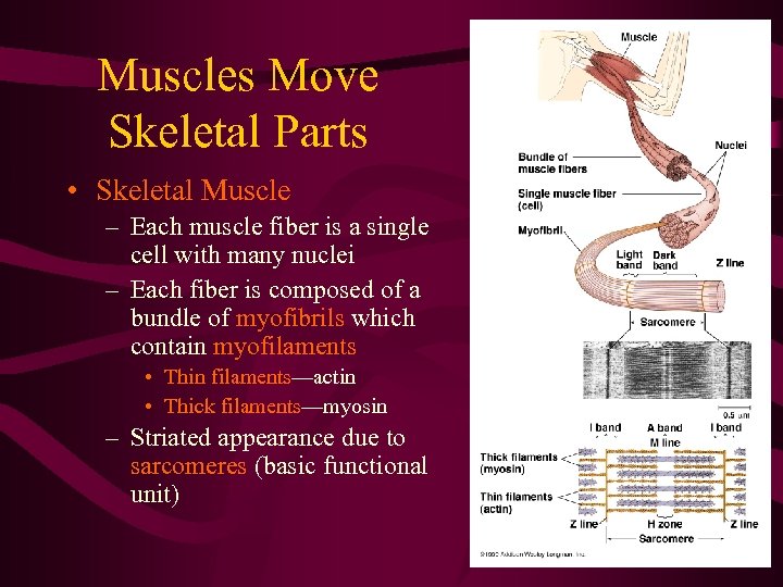 Muscles Move Skeletal Parts • Skeletal Muscle – Each muscle fiber is a single