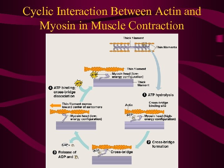 Cyclic Interaction Between Actin and Myosin in Muscle Contraction 