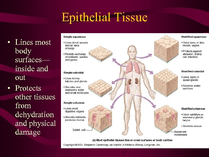 Epithelial Tissue • Lines most body surfaces— inside and out • Protects other tissues