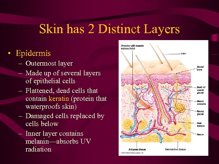 Skin has 2 Distinct Layers • Epidermis – Outermost layer – Made up of