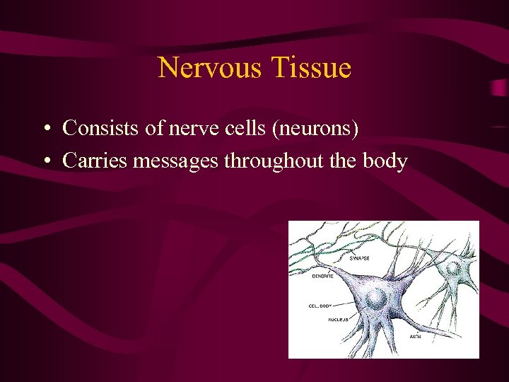 Nervous Tissue • Consists of nerve cells (neurons) • Carries messages throughout the body