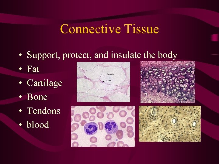 Connective Tissue • • • Support, protect, and insulate the body Fat Cartilage Bone