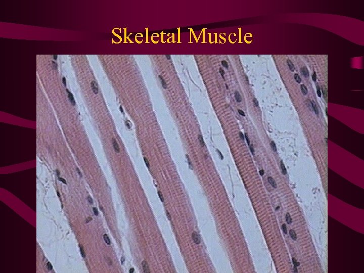 Skeletal Muscle 