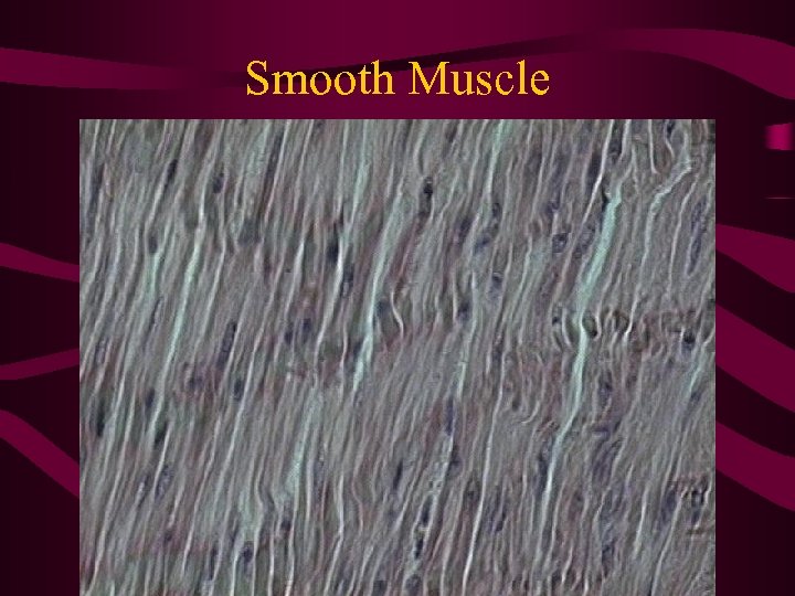 Smooth Muscle 