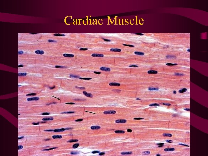 Cardiac Muscle 