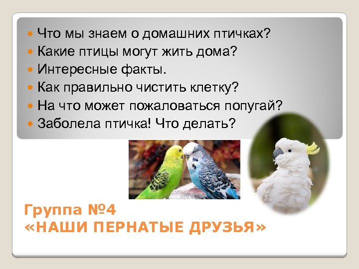 Что мы знаем о домашних птичках? Какие птицы могут жить дома? Интересные факты. Как