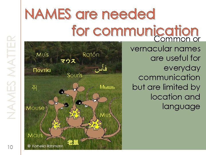 NAMES MATTER NAMES are needed for communication Common or Muis Ratón マウス Ποντίκι Souris