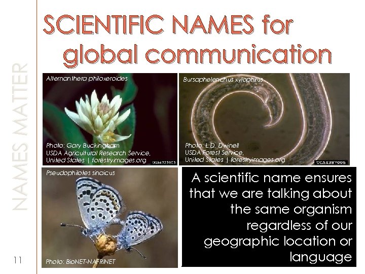 NAMES MATTER 11 SCIENTIFIC NAMES for global communication Alternanthera philoxeroides Bursaphelenchus xylophilus Photo: Gary