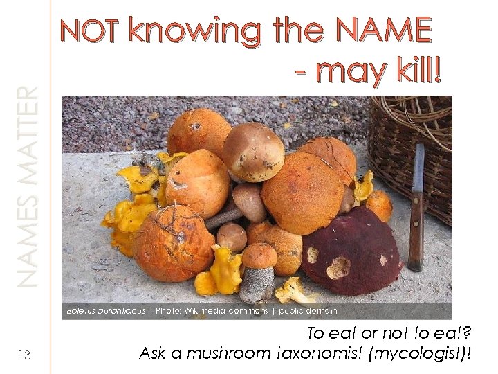 NAMES MATTER NOT knowing the NAME - may kill! Boletus aurantiacus | Photo: Wikimedia