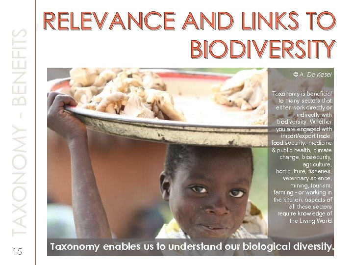 TAXONOMY - BENEFITS 15 RELEVANCE AND LINKS TO BIODIVERSITY © A. De Kesel Taxonomy