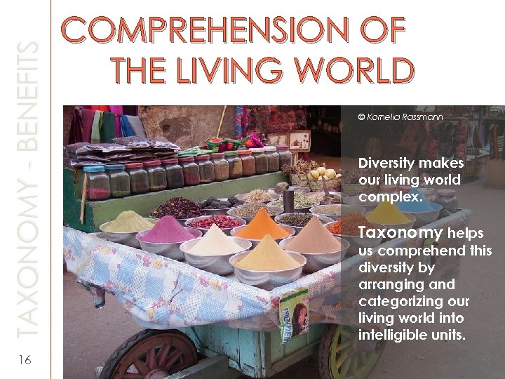TAXONOMY - BENEFITS 16 COMPREHENSION OF THE LIVING WORLD © Kornelia Rassmann Diversity makes