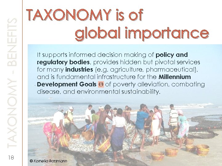 TAXONOMY - BENEFITS 18 TAXONOMY is of global importance It supports informed decision making