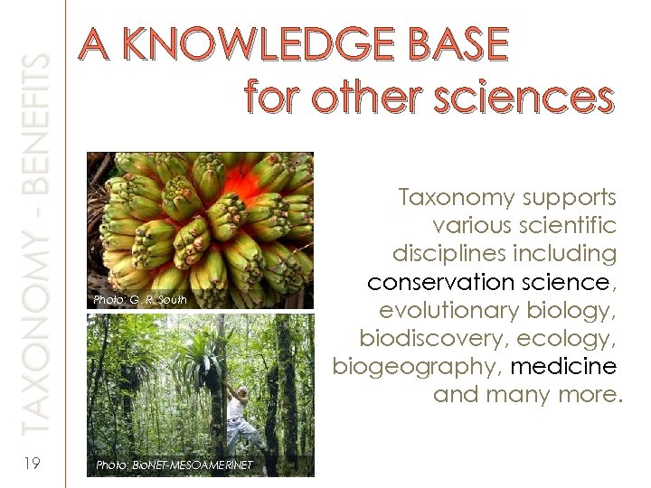 TAXONOMY - BENEFITS 19 A KNOWLEDGE BASE for other sciences Photo: G. R. South