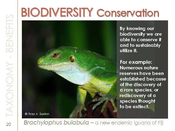 TAXONOMY - BENEFITS 20 BIODIVERSITY Conservation By knowing our biodiversity we are able to