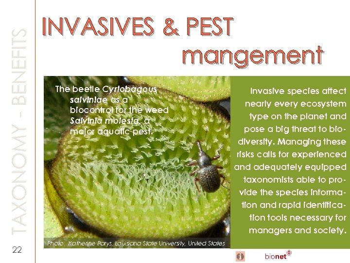 TAXONOMY - BENEFITS 22 INVASIVES & PEST mangement The beetle Cyrtobagous salviniae as a