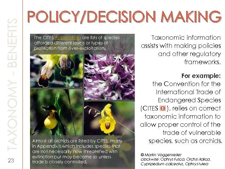 TAXONOMY - BENEFITS 23 POLICY/DECISION MAKING The CITES Appendices are lists of species afforded