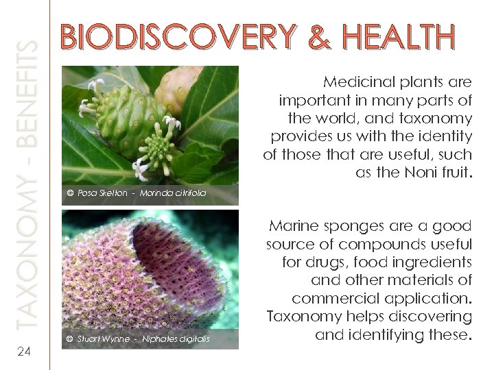 TAXONOMY - BENEFITS BIODISCOVERY & HEALTH Medicinal plants are important in many parts of
