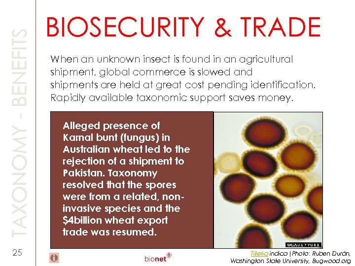 TAXONOMY - BENEFITS 25 BIOSECURITY & TRADE When an unknown insect is found in