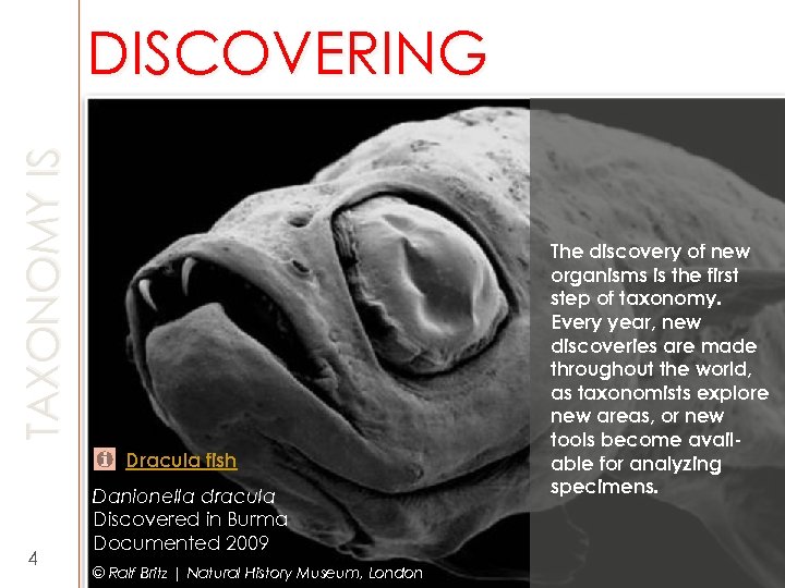 TAXONOMY IS DISCOVERING Dracula fish 4 Danionella dracula Discovered in Burma Documented 2009 ©
