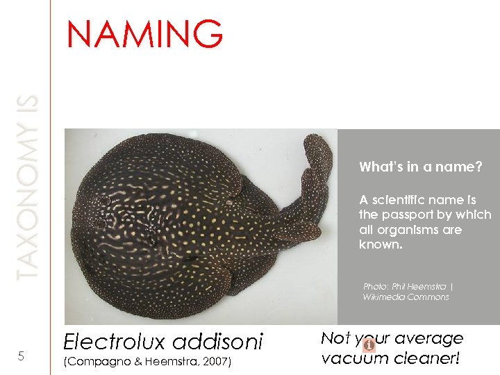 TAXONOMY IS NAMING What’s in a name? A scientific name is the passport by