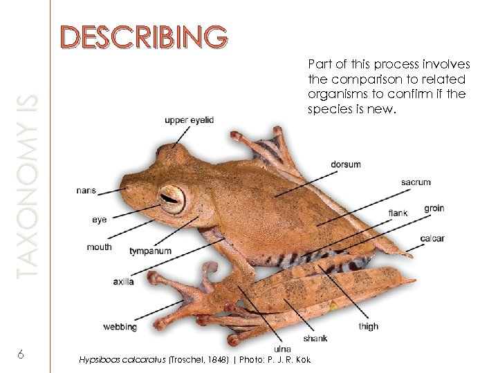 TAXONOMY IS DESCRIBING 6 Part of this process involves the comparison to related organisms