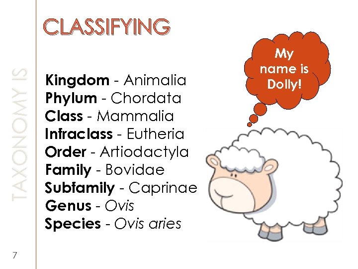 TAXONOMY IS CLASSIFYING 7 Kingdom - Animalia Phylum - Chordata Class - Mammalia Infraclass