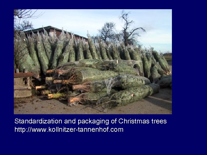 Standardization and packaging of Christmas trees http: //www. kollnitzer-tannenhof. com 