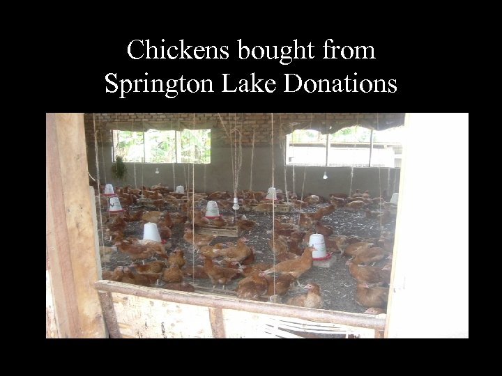 Chickens bought from Springton Lake Donations 