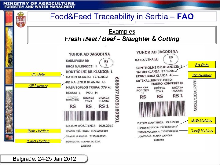 Food&Feed Traceability in Serbia – FAO Examples Fresh Meat / Beef – Slaughter &