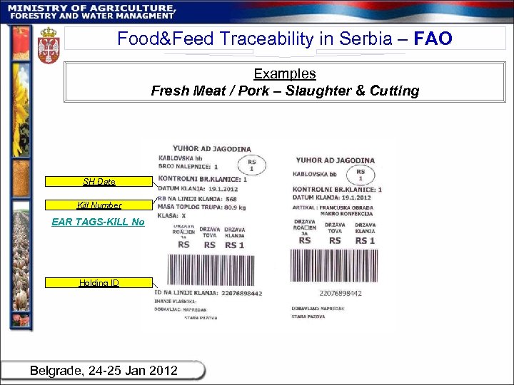 Food&Feed Traceability in Serbia – FAO Examples Fresh Meat / Pork – Slaughter &