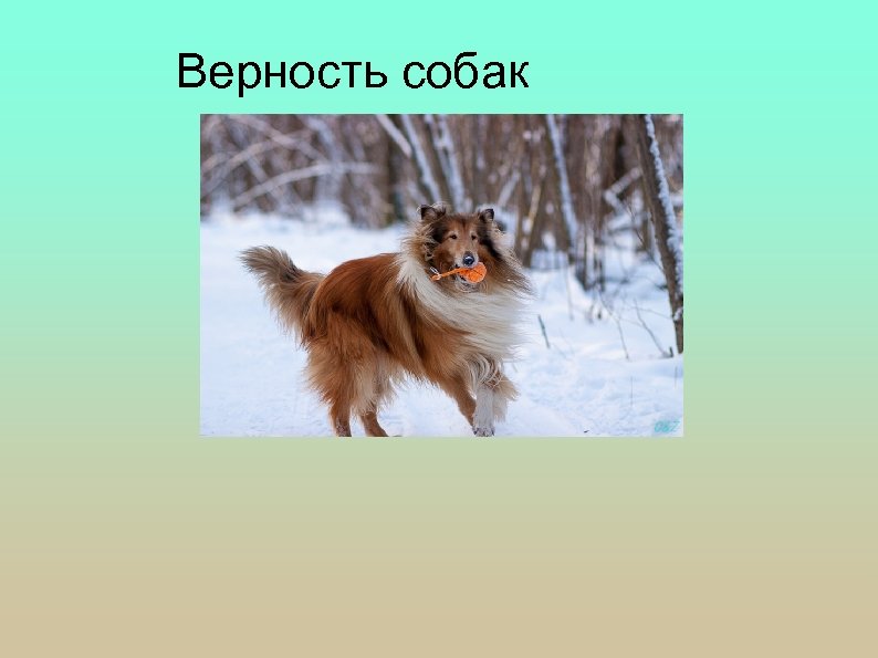 Верность собак 