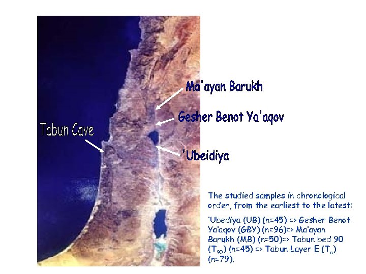 The studied samples in chronological order, from the earliest to the latest: ‘Ubediya (UB)