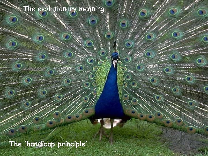 The evolutionary meaning The ‘handicap principle’ 