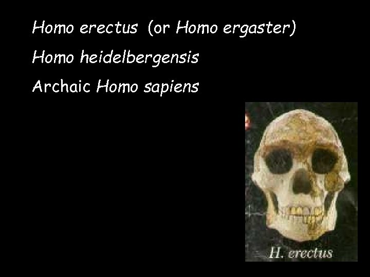 Homo erectus (or Homo ergaster) Homo heidelbergensis Archaic Homo sapiens 