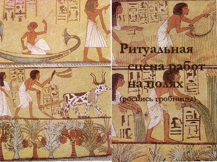 Ритуальная сцена работ на полях (роспись гробницы) 