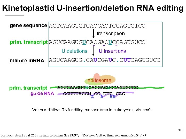 Kinetoplastid U-insertion/deletion RNA editing gene sequence AGTCAAGTGTCACGACTCCAGTGTCC transcription prim. transcript AGUCAAGUGUCACGACUCCAGUGUCC U deletions mature