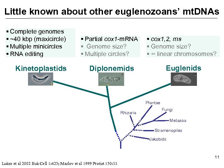 Little known about other euglenozoans’ mt. DNAs § Complete genomes § ~40 kbp (maxicircle)