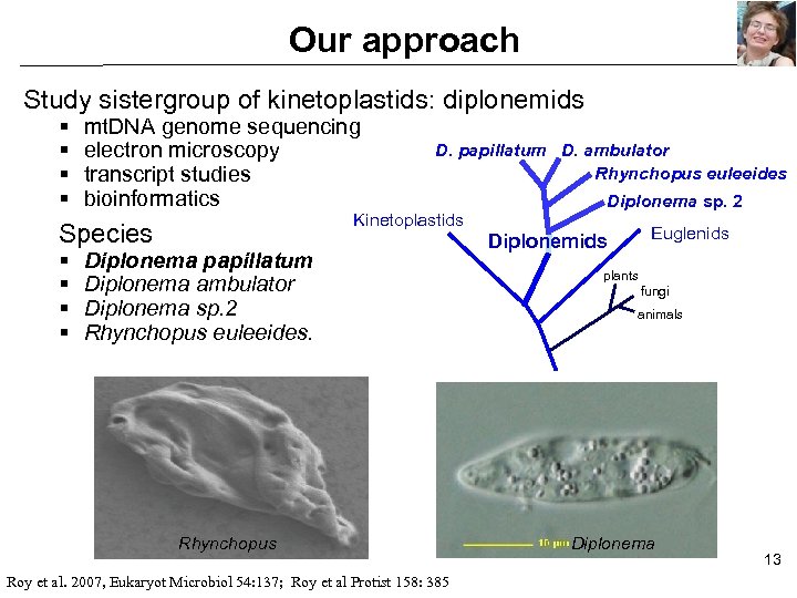 Our approach Study sistergroup of kinetoplastids: diplonemids § § mt. DNA genome sequencing electron