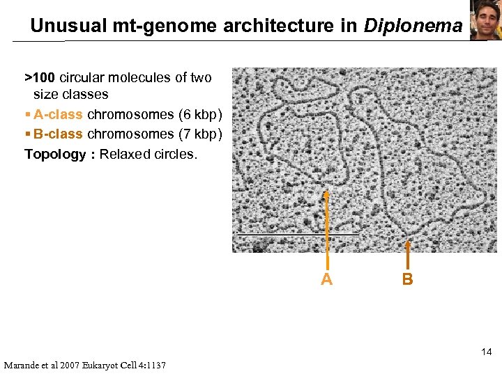 Unusual mt-genome architecture in Diplonema >100 circular molecules of two size classes § A-class