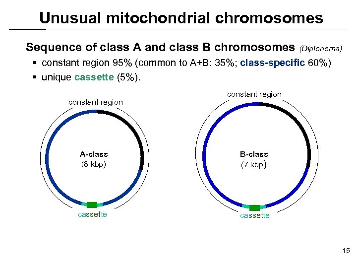 Unusual mitochondrial chromosomes Sequence of class A and class B chromosomes (Diplonema) § constant