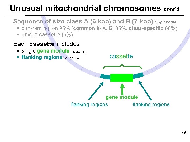 Unusual mitochondrial chromosomes cont’d Sequence of size class A (6 kbp) and B (7