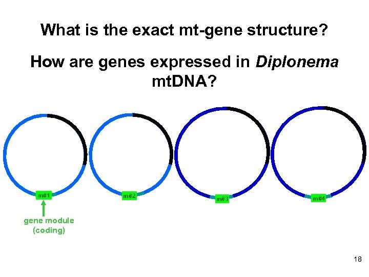 What is the exact mt-gene structure? How are genes expressed in Diplonema mt. DNA?